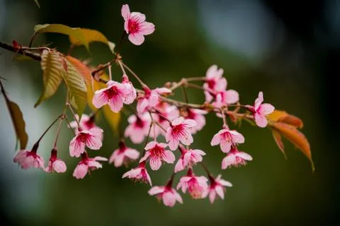 Wild himalayan cherry Stock Photos