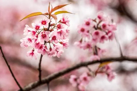 Wild Himalayan Cherry Stock Photos
