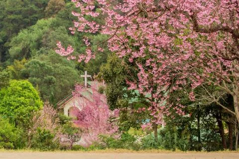 Wild Himalayan Cherry Stock Photos