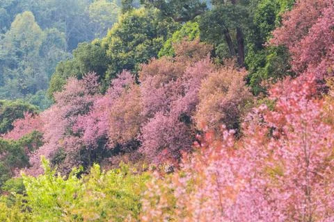 Wild himalayan cherry Stock Photos