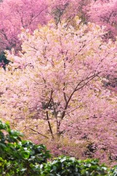 Wild himalayan cherry Stock Photos
