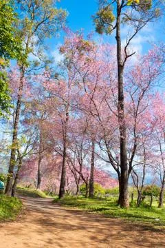 Wild himalayan cherry Stock Photos