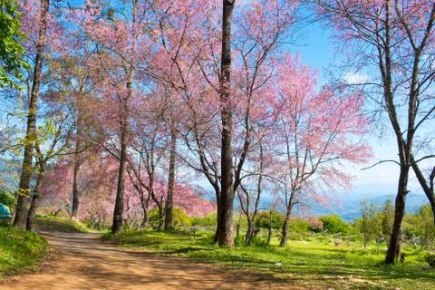 Wild himalayan cherry Stock Photos