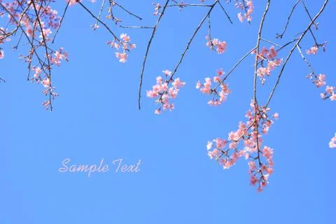 Wild himalayan cherry Stock Photos
