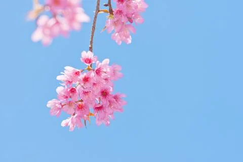 Wild himalayan cherry Stock Photos