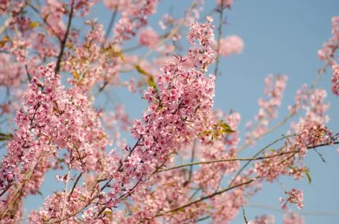 Wild himalayan cherry Stock Photos