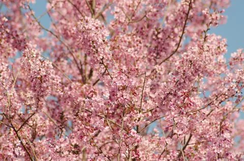 Wild himalayan cherry Stock Photos