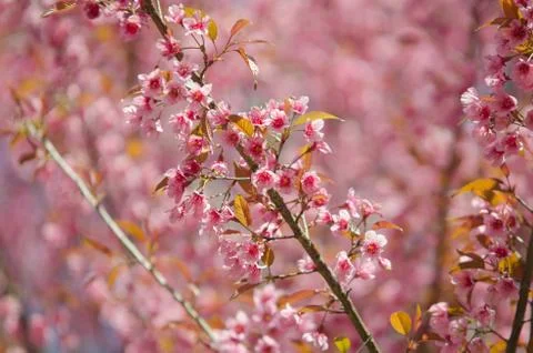 Wild himalayan cherry Stock Photos