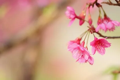 Wild Himalayan Cherry Stock Photos