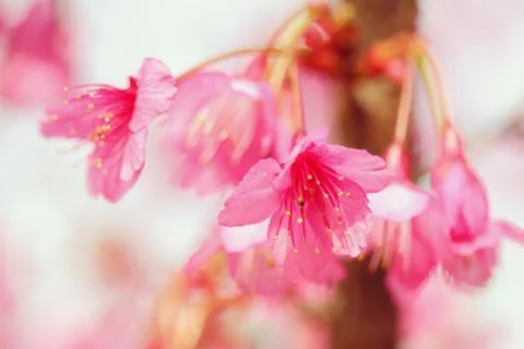 Wild Himalayan Cherry Stock Photos
