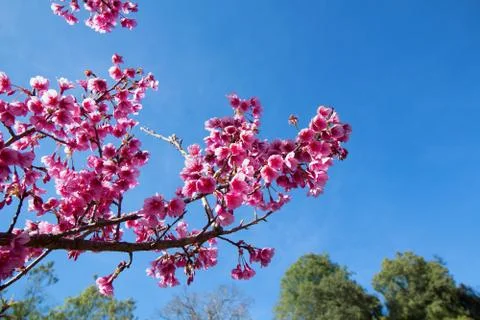 Wild Himalayan Cherry Stock Photos