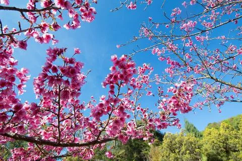 Wild Himalayan Cherry Stock Photos