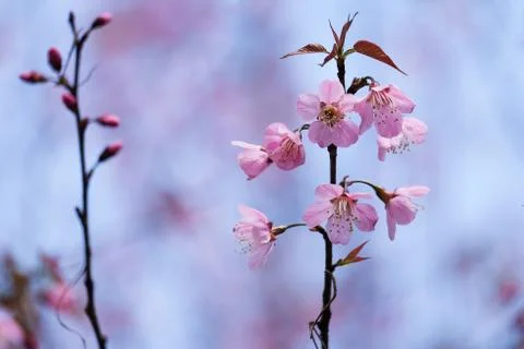 Wild Himalayan Cherry Stock Photos
