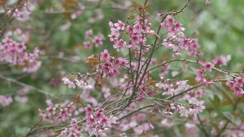 Wild Himalayan Cherry shaking with gently wind Stock Footage 72995818