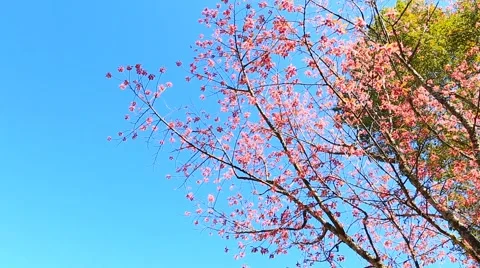 Wild Himalayan Cherry spring blossom Stock Footage 46249374