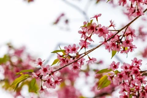 Wild himalayan cherry spring blossom Photos