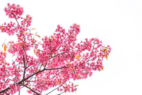 Wild himalayan cherry spring blossom Photos