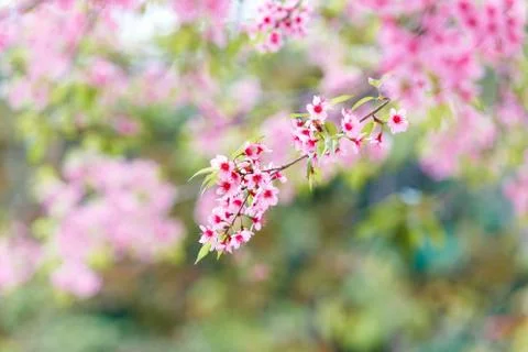 Wild himalayan cherry spring blossom Photos