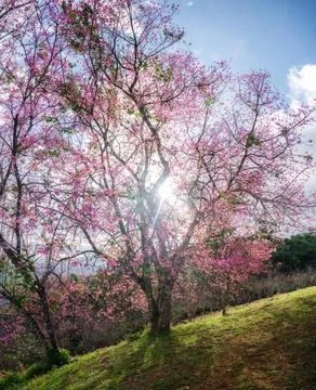 Wild Himalayan Cherry tree blooming with pink foliage in the forest on sunny  Stock Photos