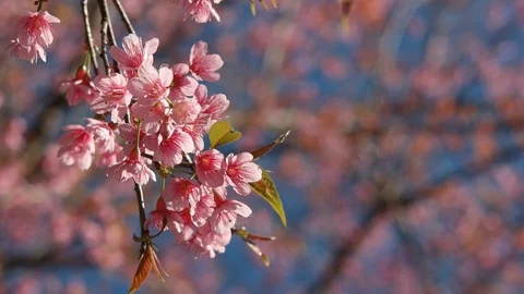 Wild himalayan cherry tree. Stock Footage 86969176