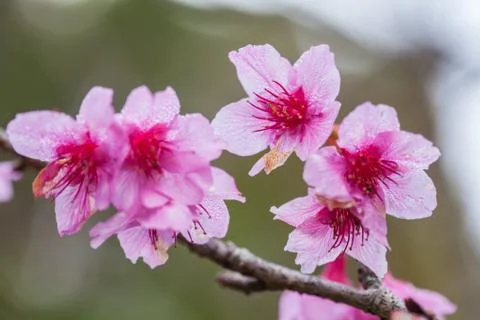 Wild Himalayan Cherry on tree located in Doi Ang Khang,Chiang Mai Stock Photos
