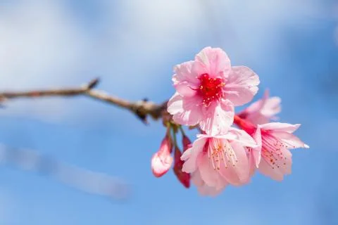 Wild Himalayan Cherry on tree located in Doi Ang Khang,Chiang Mai Stock Photos