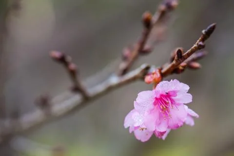 Wild Himalayan Cherry on tree located in Doi Ang Khang,Chiang Mai Stock Photos