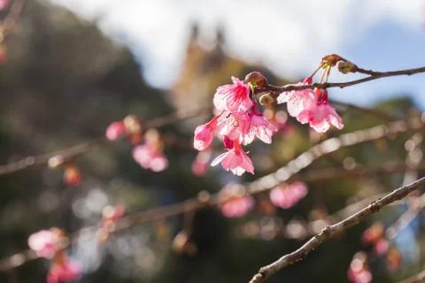 Wild Himalayan Cherry on tree located in Doi Ang Khang,Chiang Mai Stock Photos