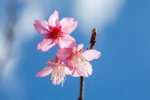 Wild Himalayan Cherry on tree located in Doi Ang Khang,Chiang Mai Stock Photos