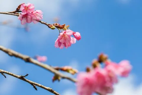 Wild Himalayan Cherry on tree located in Doi Ang Khang,Chiang Mai Stock Photos