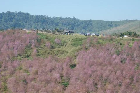 Wild himalayan cherry  tree on phu lomlo in loei, thailand Stock Photos