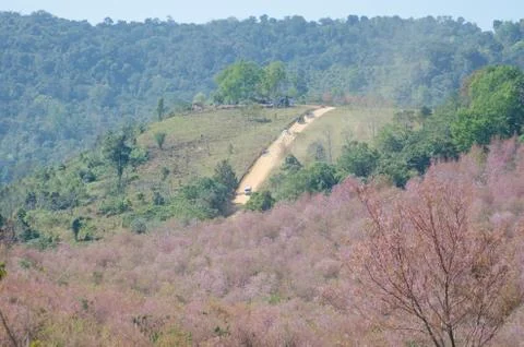 Wild himalayan cherry  tree on phu lomlo in loei, thailand Stock Photos