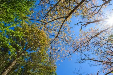 Wild Himalayan Cherry tree spring blossom Stock Photos