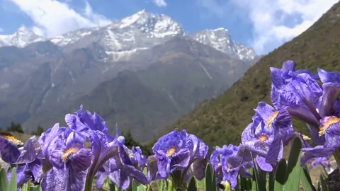 Wild Himalayan irises Video stock 78087868