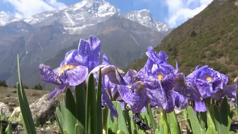 Wild Himalayan irises Video stock 78087887