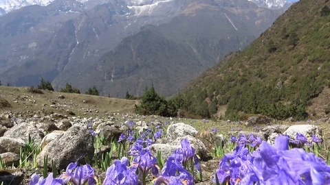 Wild Himalayan irises Stockbeeldmateriaal 78127410
