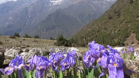 Wild Himalayan irises - tilt down Stock Footage 78088753
