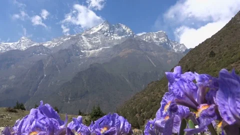 Wild Himalayan irises - tilt down Video stock 78127375