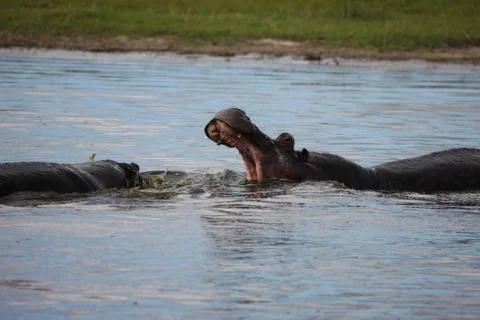 Wild Hippo in African river water hippopotamus (Hippopotamus amphibius Stock Photos