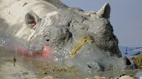 Wild Hippo In A Mud bath Stock Footage 327620436