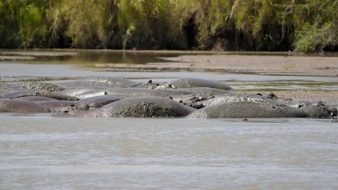 Wild Hippos In A Mud bath Stock Footage 327985699