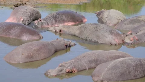 Wild Hippos In A Mud bath Stock Footage 327985702