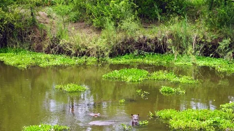Wild hippos in the river Video stock 84661195