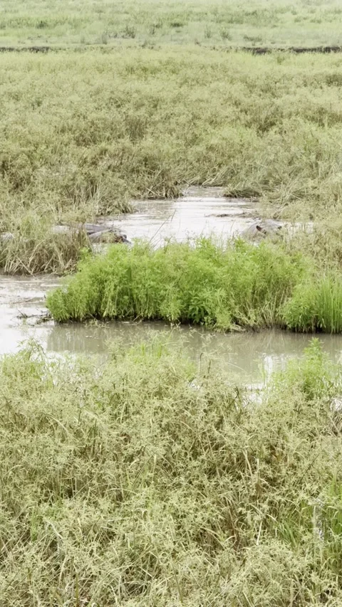 Wild hippos submerged in muddy river among lush vegetation vertical Vídeo Stock 344476787