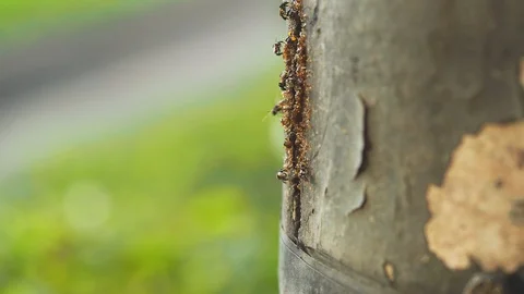 Wild hive of native bees in Bangkok park. Macro, back lit Stock Footage 98983995