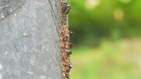 Wild hive of native bees in Bangkok park Macro, front lit Stock Footage 98984027