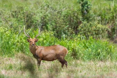 Wild hog deer in forest Stock Photos