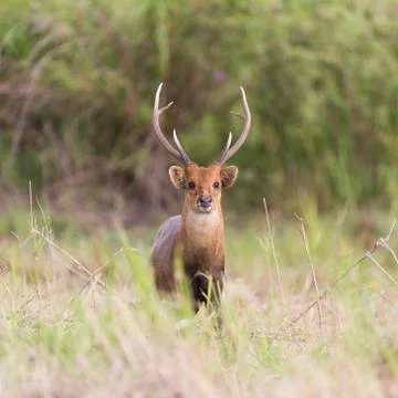 Wild hog deer in forest Stock Photos