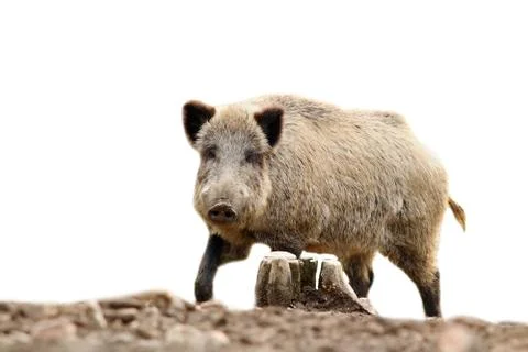 Wild hog looking at camera, isolation over white background Stock Photos