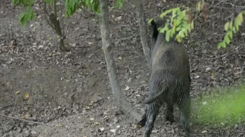 Wild hog marking territory in the forest Stock Footage 139864066
